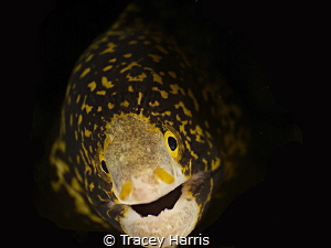 Baby Snowflake Eel by Tracey Harris 